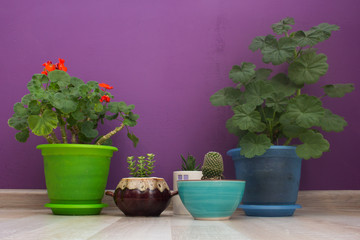 house plants on a violet background wall