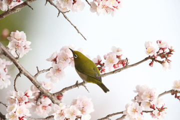 メジロ、スズメ科、メジロ科、メジロ属
