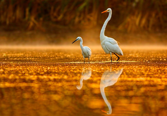 The Egrets in  morning with reflection in water 