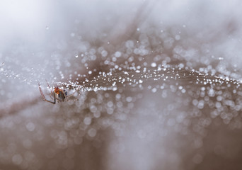 Spider on the Milky Way.