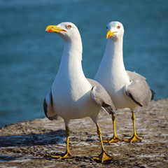 Adult couple yellow- legged gulls, Essaouira, Morocco