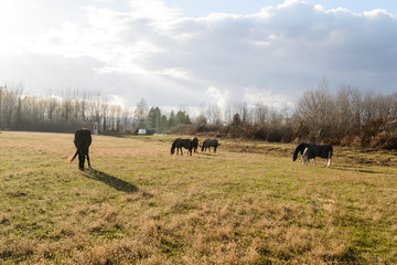 Horses on pasture