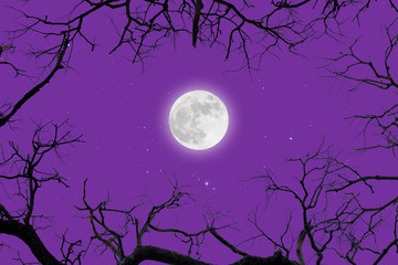 Fototapeta na wymiar dead branches with fullmoon and star.winter.