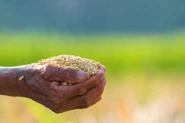 Rice seeds in hands of farmers