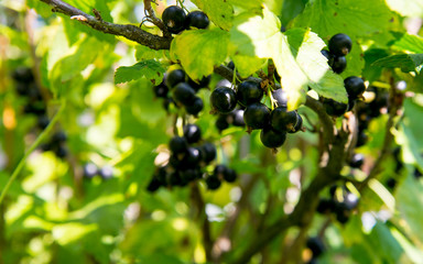 black currant