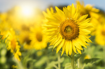 sunflower flower in sunflower field and sunlight