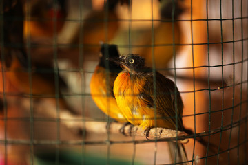 azjatycki targ - ptaki zamknięte w klatce © agarianna