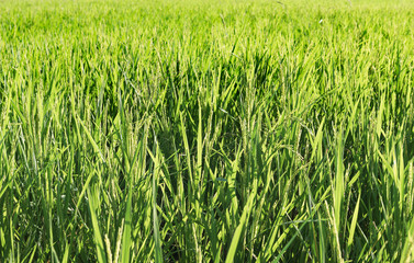paddy rice field on morning in Thailand