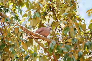 Eurasian collared dove on tree
