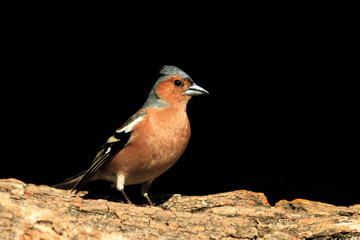 Common chaffinch sitting on a stump   black background