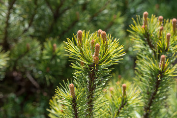 Branch of pine in the spring