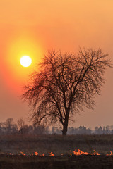 lonely dry tree during the spring grass burning