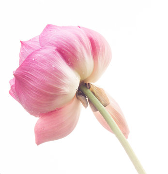 Fototapeta big pink lotus flower on white ground.