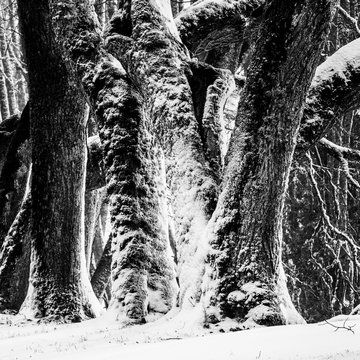 Fototapeta Stems of old Tilia trees in winter