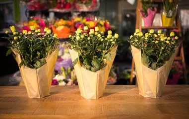 Three plant pots on table