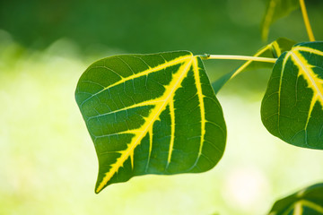 Green leaf close up background