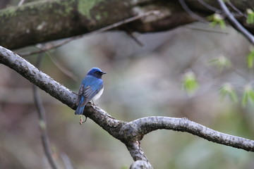 オオルリ、スズメ目、ヒタキ科、オオルリ属