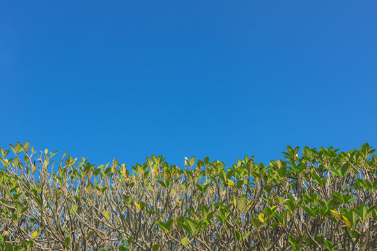 clear blue sky