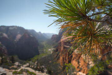 Fototapeta na wymiar Close up of branch of pine tree with Zion National Park on the background, USA