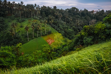 Fototapeta na wymiar Rice fields in a valley, Bali island