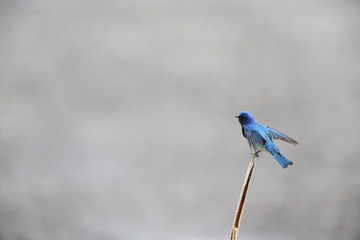 オオルリ、スズメ目、ヒタキ科、オオルリ属