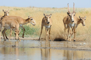 Wild Saiga antelopes near the watering place in the steppe - 128874623