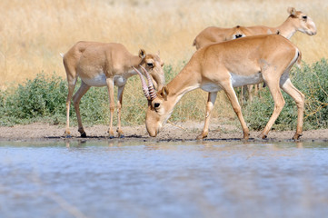 Wild Saiga antelopes near the watering place in the steppe - 128874639