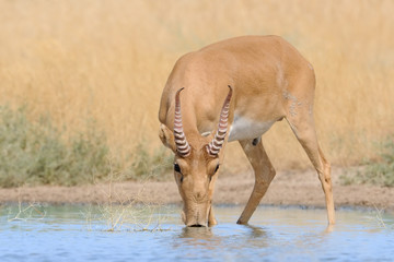 Wild male Saiga antelope at the watering place in the steppe - 128874657