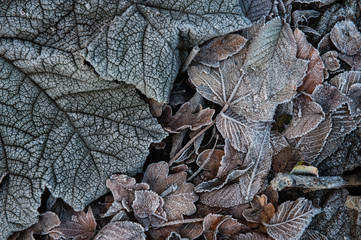 Frost covered autumn leaves texture during early winter morning