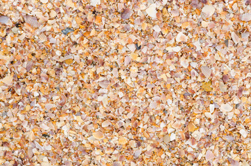 shell background on a sand beach