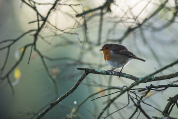 Cute little red robin bird perched on a tree branch during early cold winter morning sunrise