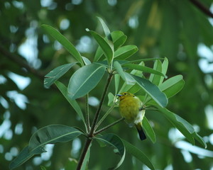 Little bird on a little stick