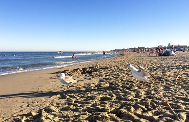 Чайки на море