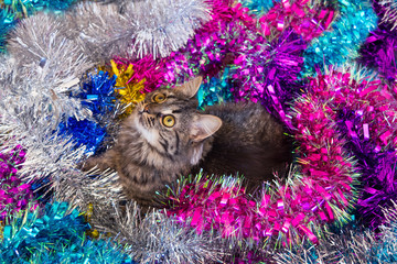 Pretty cat sitting on the tinsel.