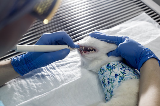 cat test on animal hospital