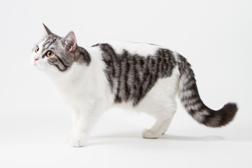 Scottish Straight cat bi-color, spotted, staying four legs against white background, 6 months old. 