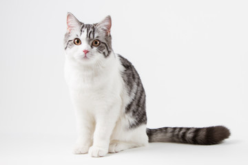 Scottish Straight cat bi-color, spotted, sitting against white background, 6 months old. 