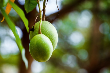 Closeup image of tropical fruits branch hanging on green tree 