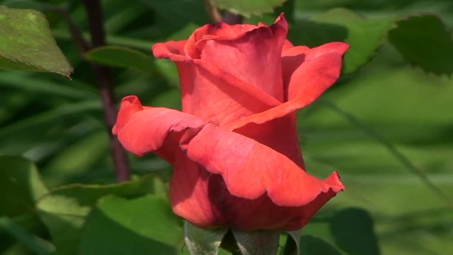 Eine edle hellrote Rose bewegt sich im Wind (Gro&szlig;aufnahme)