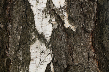 The texture of the bark of a tree in a natural environment.