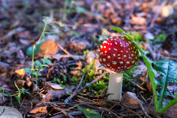 The fly agaric(Amanita Muscaria)in the light of the morning sun.