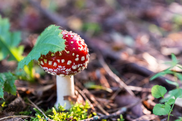 The fly agaric(Amanita Muscaria)in the light of the morning sun.