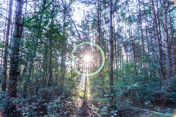 Morning in the forest...