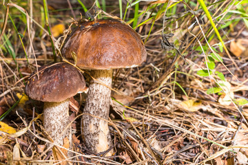 Mushrooms in the grass. Boletus. Leccinum.