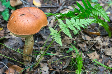 Mushrooms in the grass.