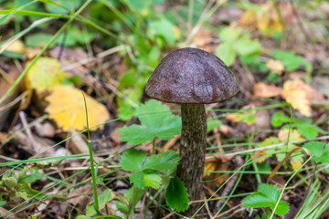 Mushrooms in the grass.