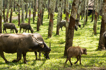 Buffalo in rubber plantation,rubber plantation lifes, Rubber plantation Background, Rubber trees in Thailand.(green background), Buffalo crowd