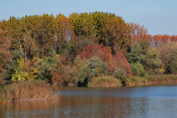 Autumn colors of floodplain forest