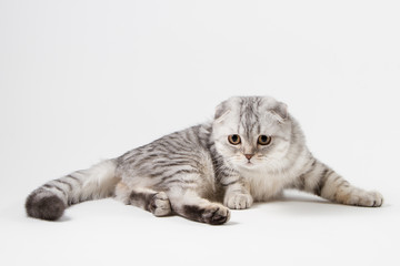 Naklejka na ściany i meble Portrait of scottish fold cat lying on light gray background