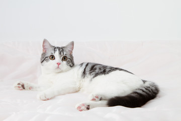 Scottish Straight cat lying on the bed, 6 months old. 